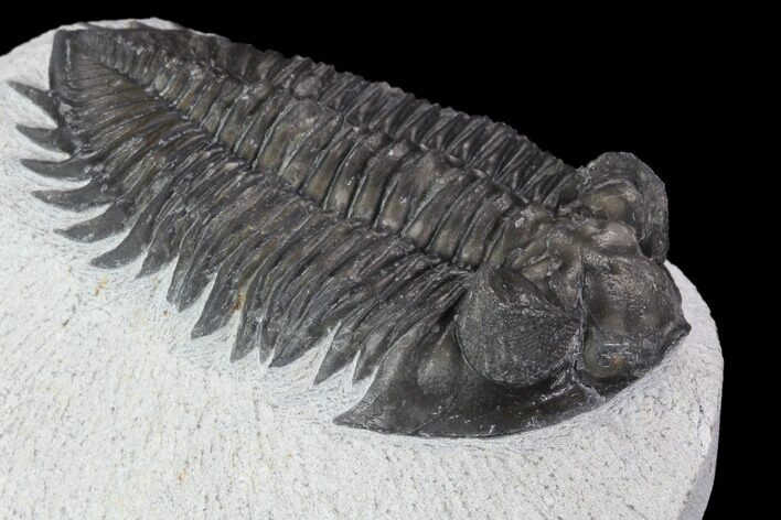 Bargain, Coltraneia Trilobite Fossil - Huge Faceted Eyes #92121